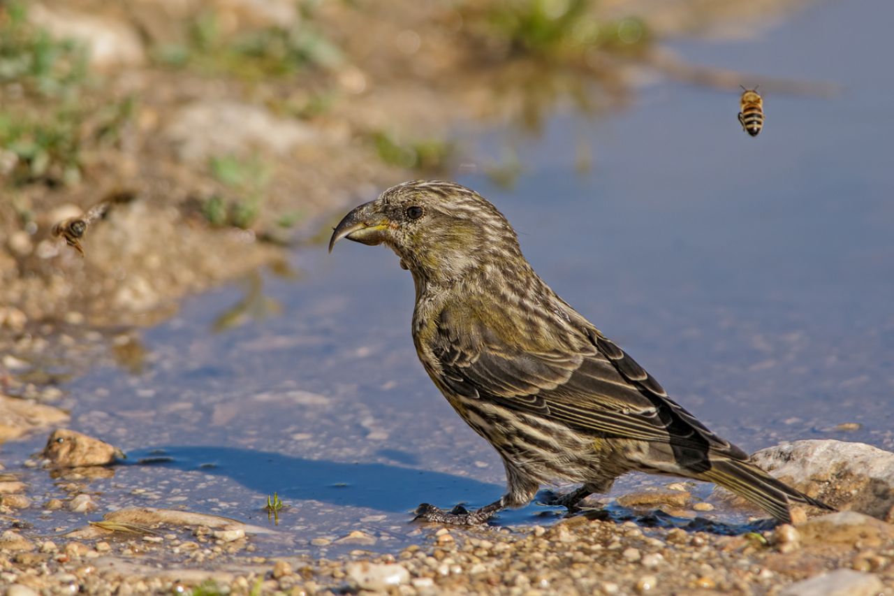 Crociere (Loxia curvirostra)